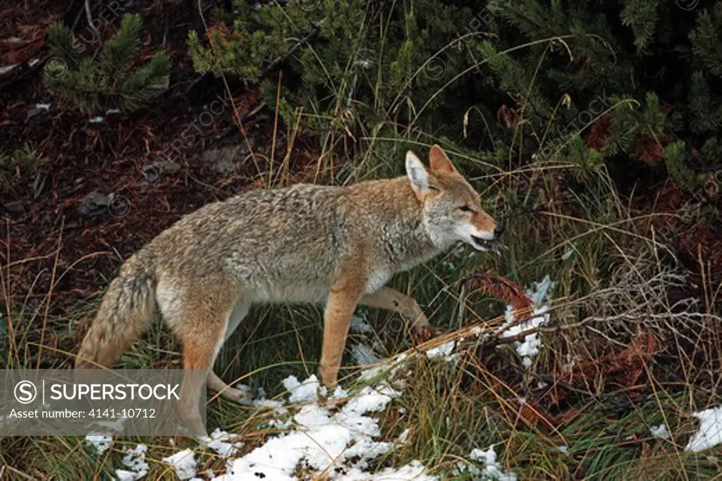 coyote eating a vole canis latrans yellowstone national park, wyoming, usa
