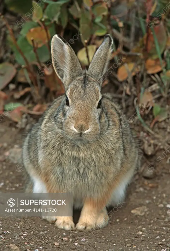 eastern cottontail rabbit sylvilagus floridanus custer state park, south dakota, usa.