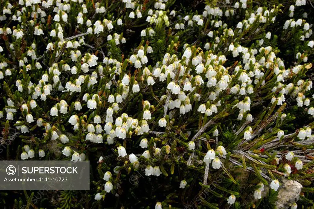 arctic bell heather cassiope tetragon grows on mountain slopes. overpowering aroma. found on coastal moutain range, alaska, usa. also known as lapland casio