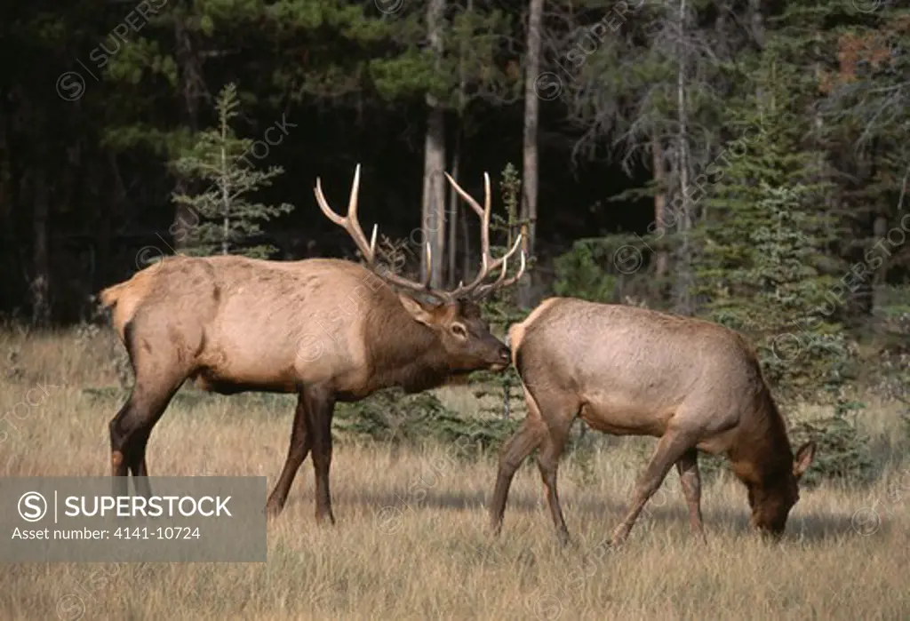 elk male and female during rut cervus canadensis jasper national park, alberta, canada.