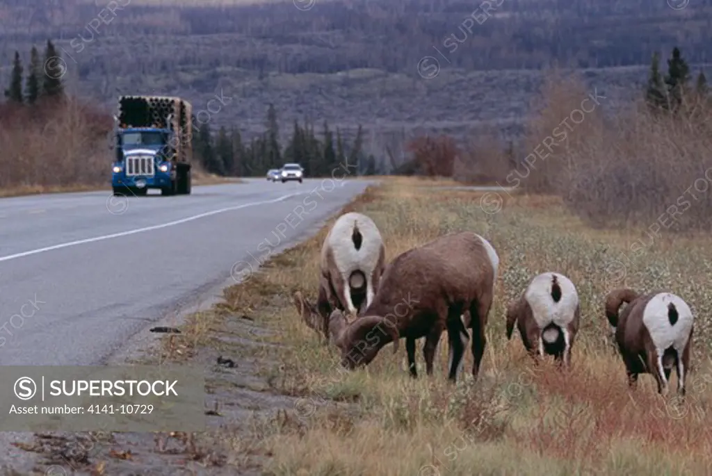 bighorn sheep group ovis canadensis by yellowhead highway alberta, canada.