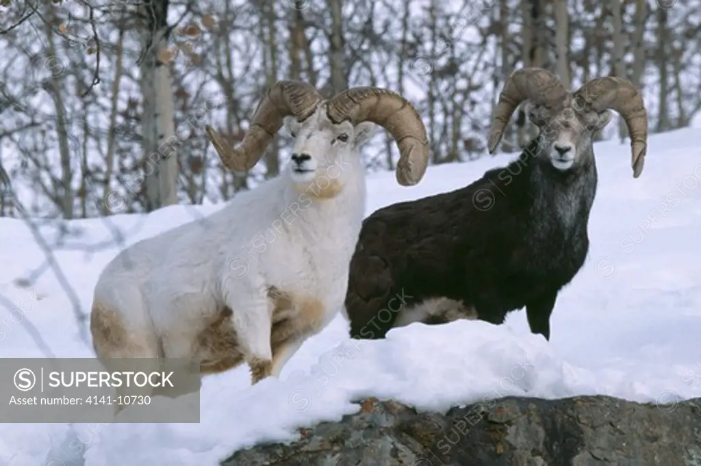 dall and fannon sheep rams ovis dalli & ovis dalli stonei yukon wildlife preserve, yukon, canada.