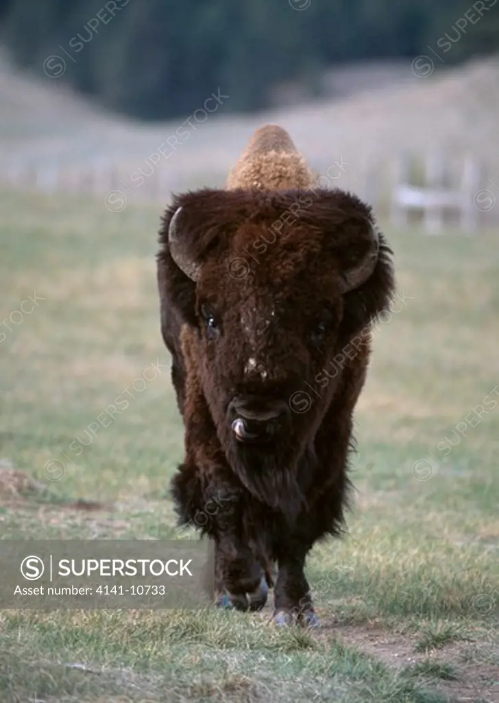 bison bull bison bison wind cave national park, south dakota, usa.