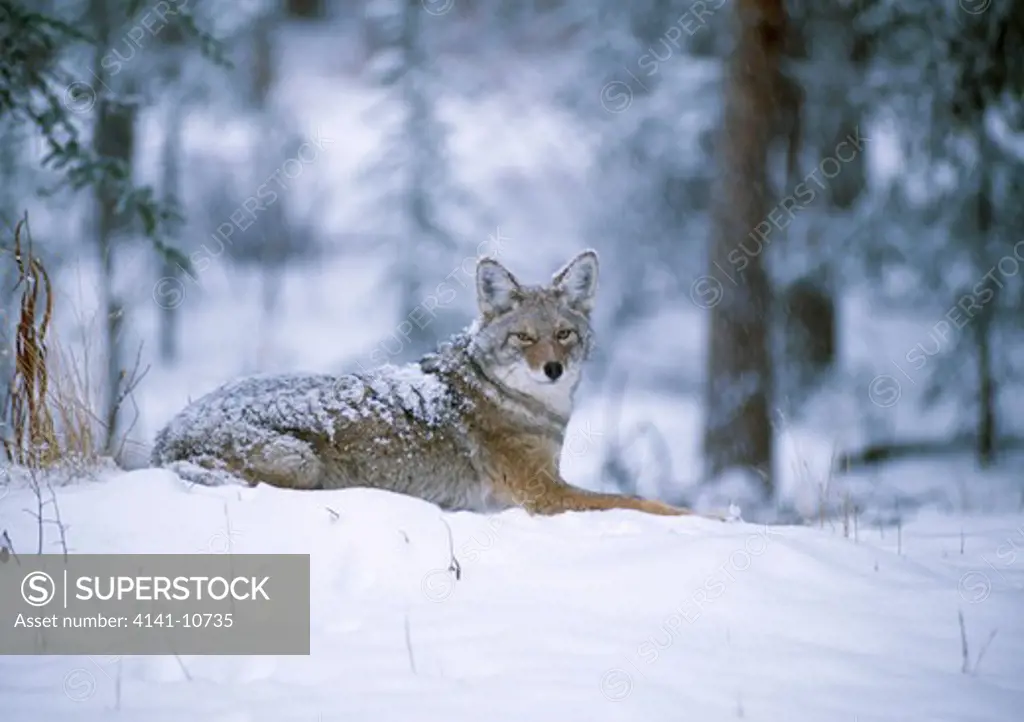 coyote in winter canis latrans yukon territory, canada.