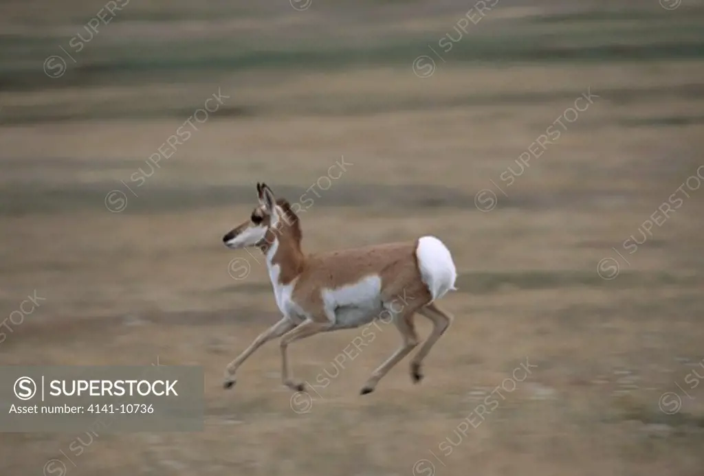 pronghorn antelope running antilocapra americana fastest mammal in north america wind cave national park, dakota, usa.