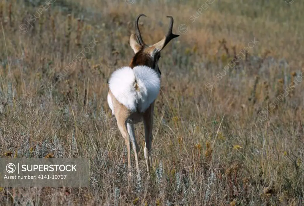 pronghorn antelope antilocapra americana rear end hairs flared in alarm custer state park, dakota, usa.