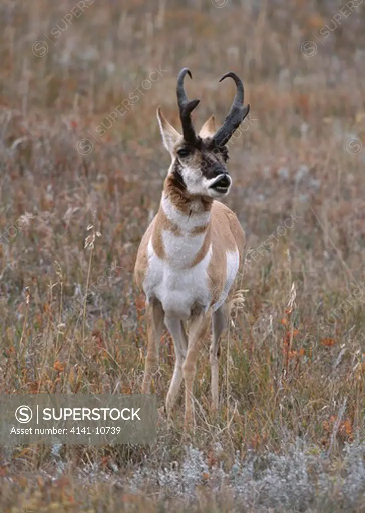 pronghorn antelope antilocapra americana flehmening - scent for female readiness to mate. wind cave national park, dakota, usa.