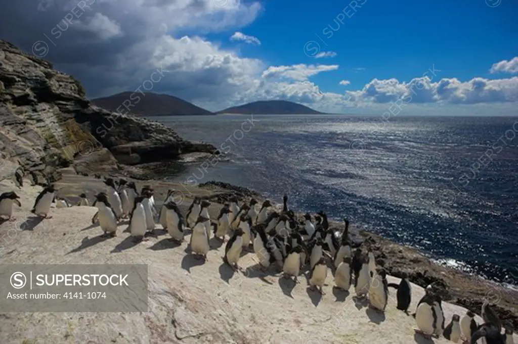 rockhopper penguin eudyptes chrysocome colony falkland islands