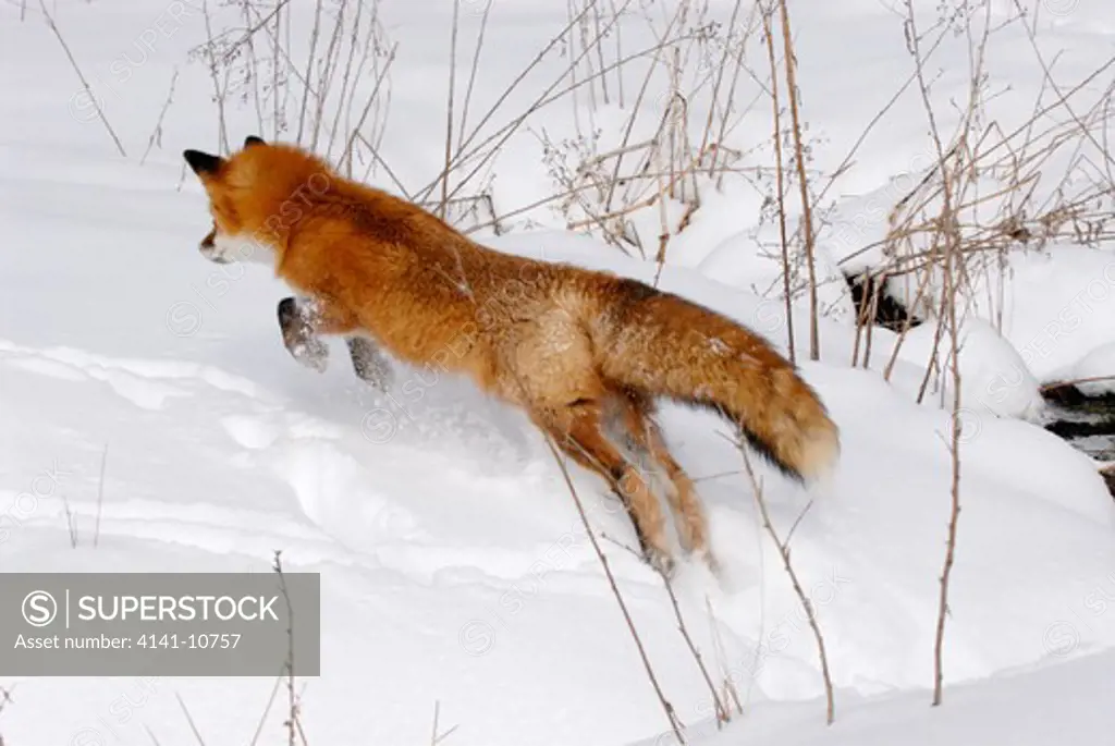 red fox vulpes vulpes pouncing on prey captive. minnesota. north america.