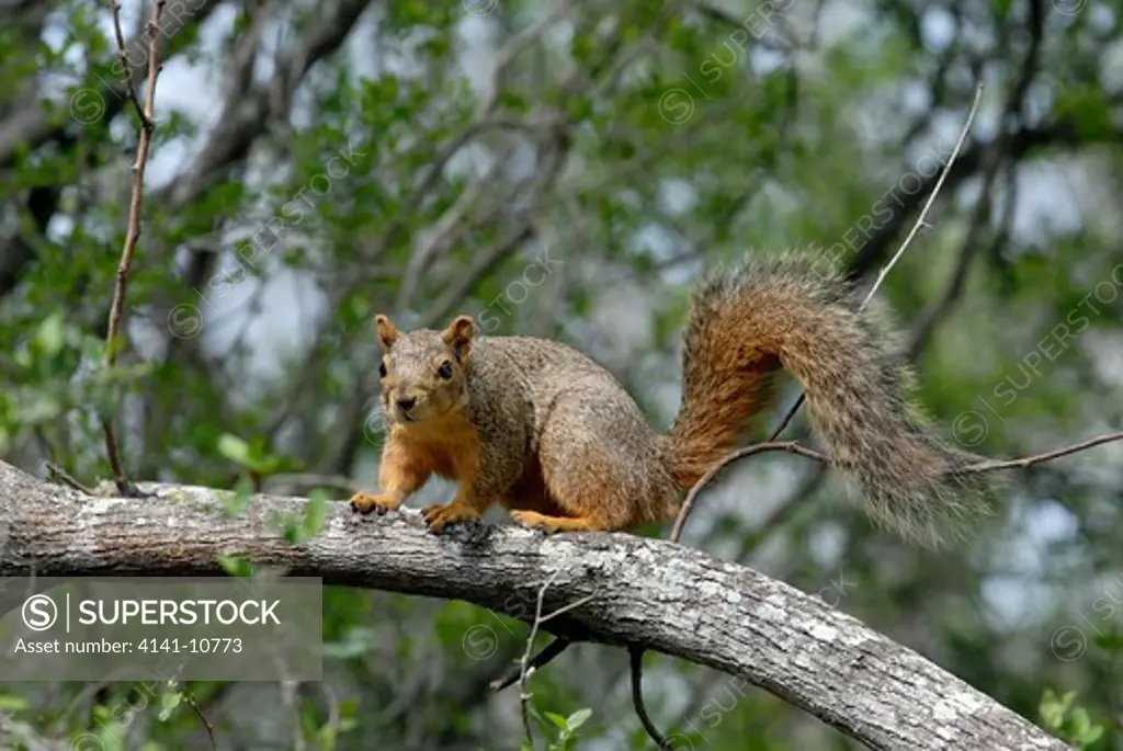 eastern fox squirrel sciurus niger texas, north america.