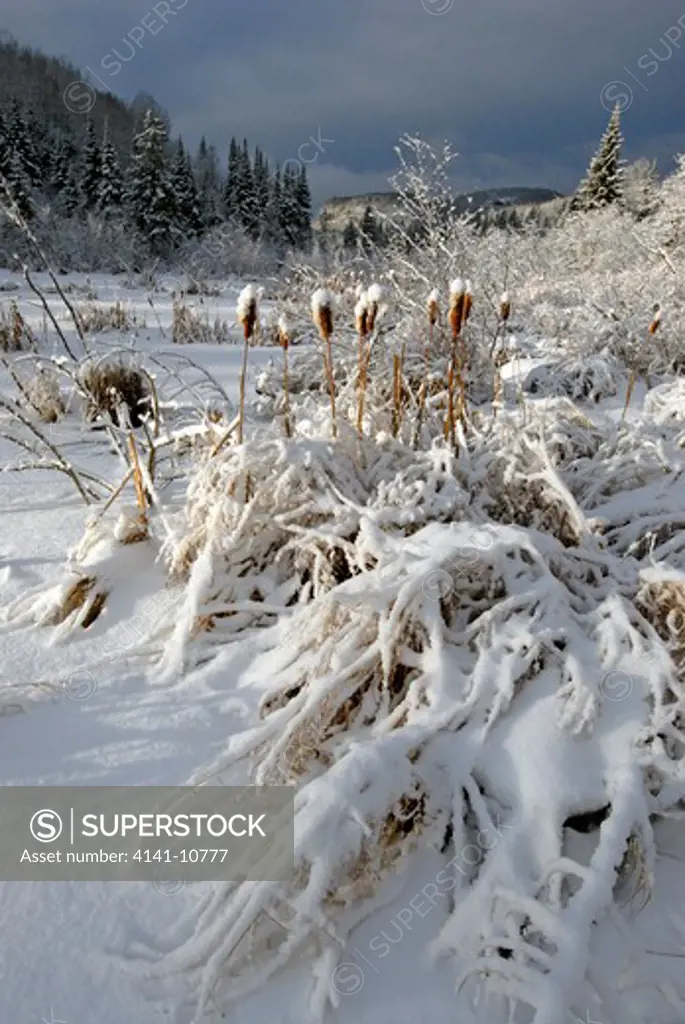 frozen marsh habitat with snow-covered cat-tails. boreal forest, northwestern ontario, canada.