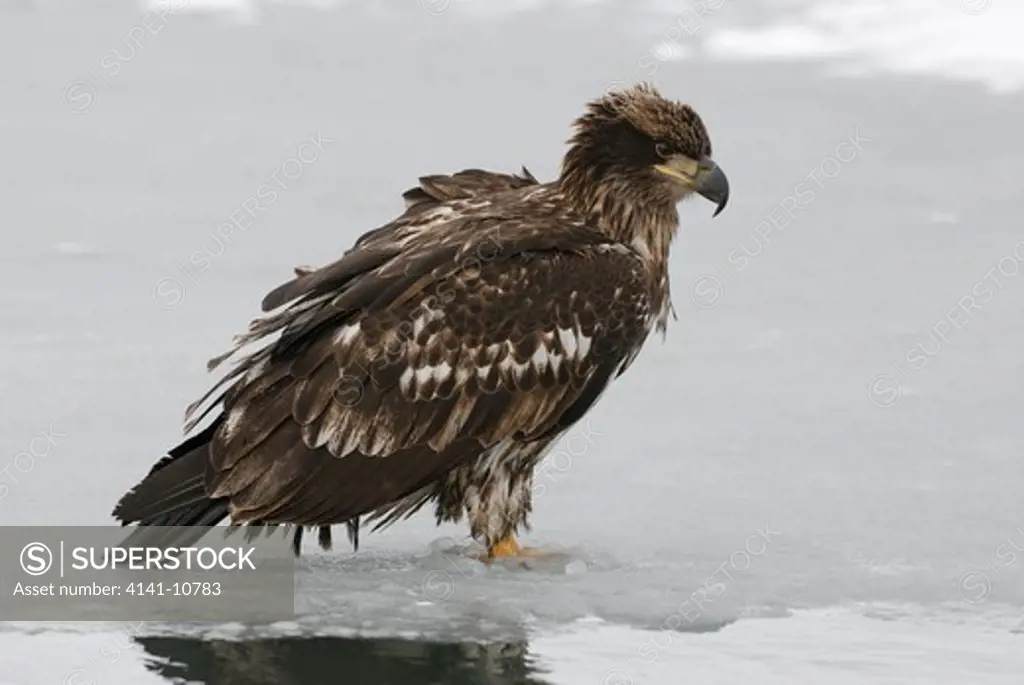 bald eagle haliaeetus leucocephalus juvenile standing on partially frozen lake alaska, north america.