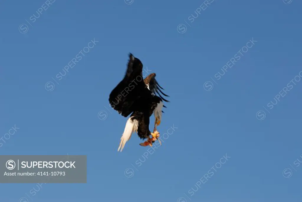 bald eagle haliaeetus leucocephalus feeding in flight homer, alaska, north america.
