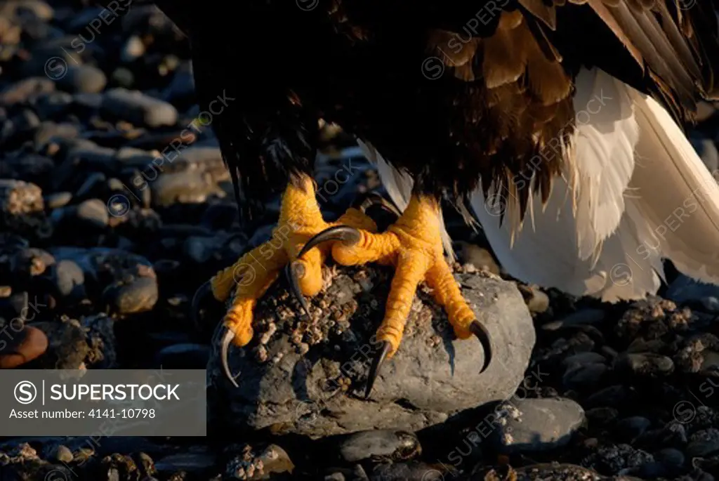 bald eagle haliaeetus leucocephalustalons homer, alaska, north america.