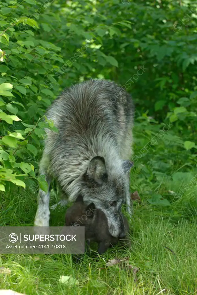 north american grey wolf canis lupus female carrying young captive. minnesota, north america.