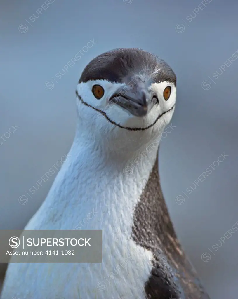 chinstrap penguin pygoscelis antarctica close-up antarctic peninsula