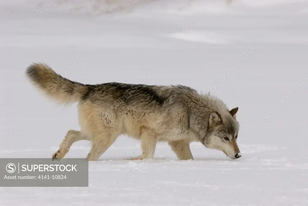 north american grey wolf canis lupus walking and smelling scent captive. minnesota, north america.