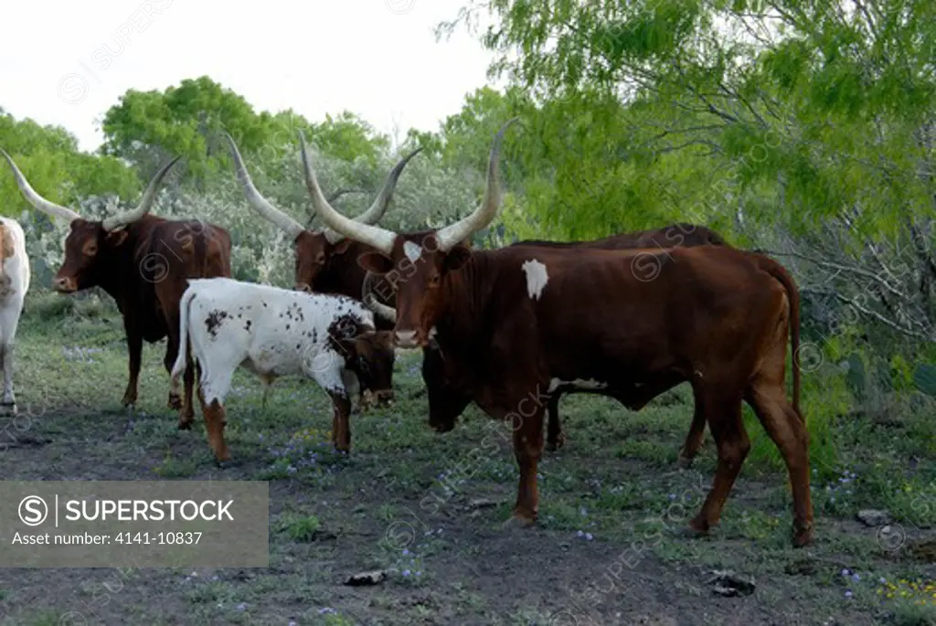 texas longhorn cattle southern texas, north america. 