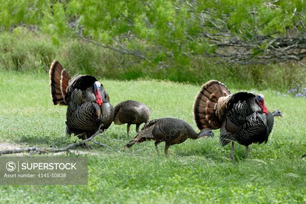 wild turkey meleagris gallopavo males, or tom, displaying near female, or hen. choke canyon state park. texas, north america.
