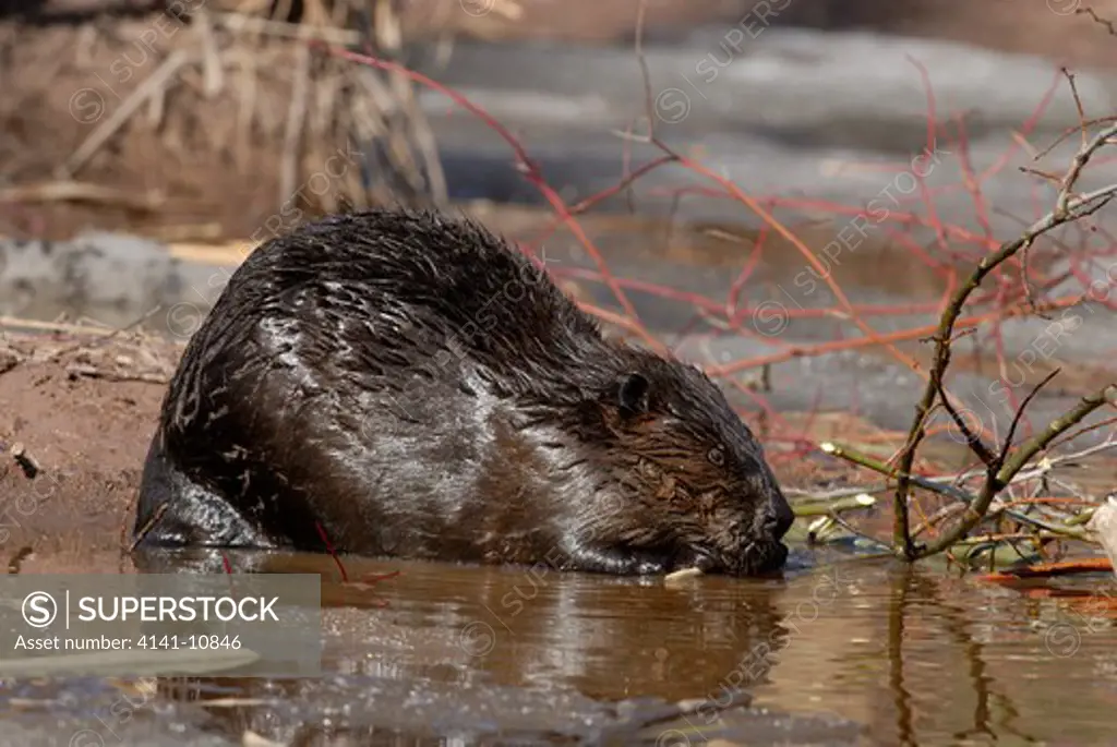 north american beaver (wild) castor canadensis feeding on branch. spring northern ontario, canada.