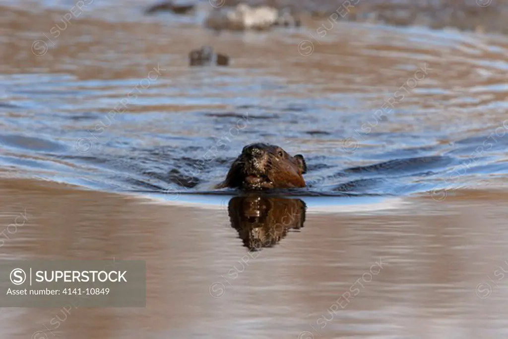 north american beaver (wild) castor canadensis swimming in pond northern ontario, canada.