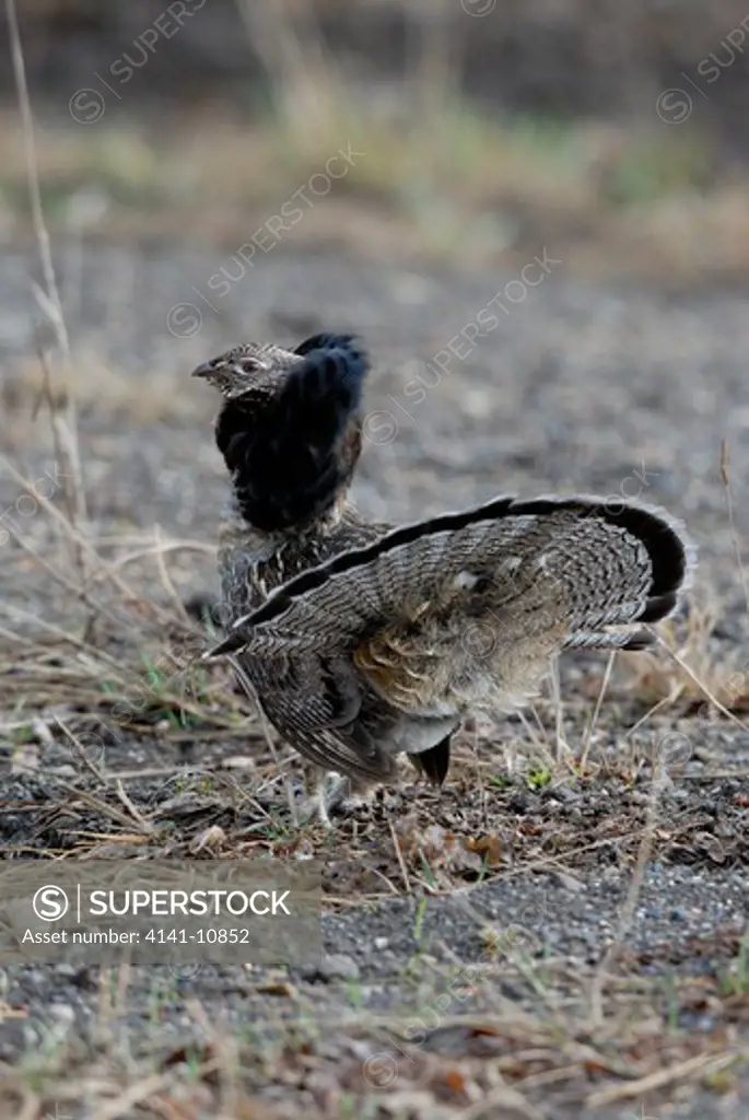 ruffed grouse bonasa umbellus male displaying for nearby female. northern ontario, canada.