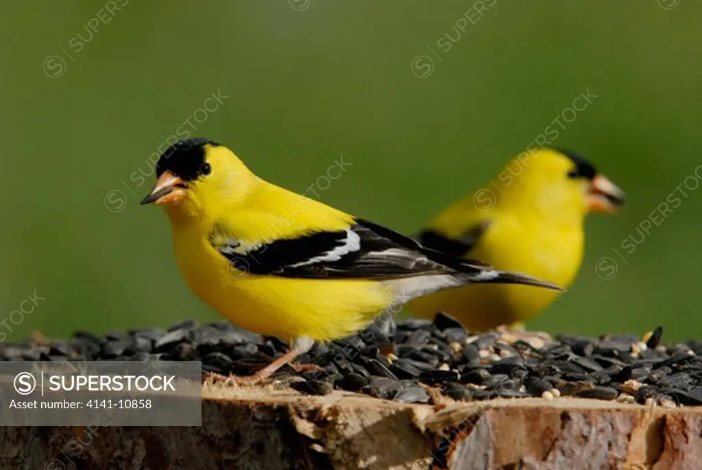 american goldfinch carduelis tristis males feeding on sunflower seed. yellow breeding plumage. ontario. canada.