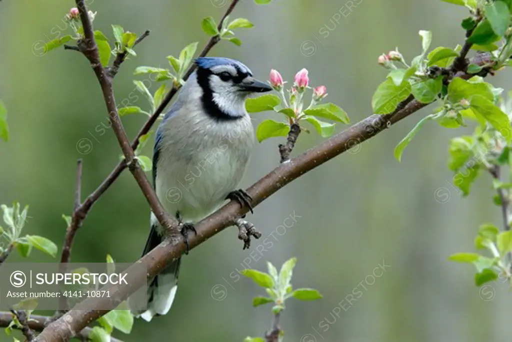 blue jay cyanocitta cristata perched on spring apple tree branch ontario, canada.
