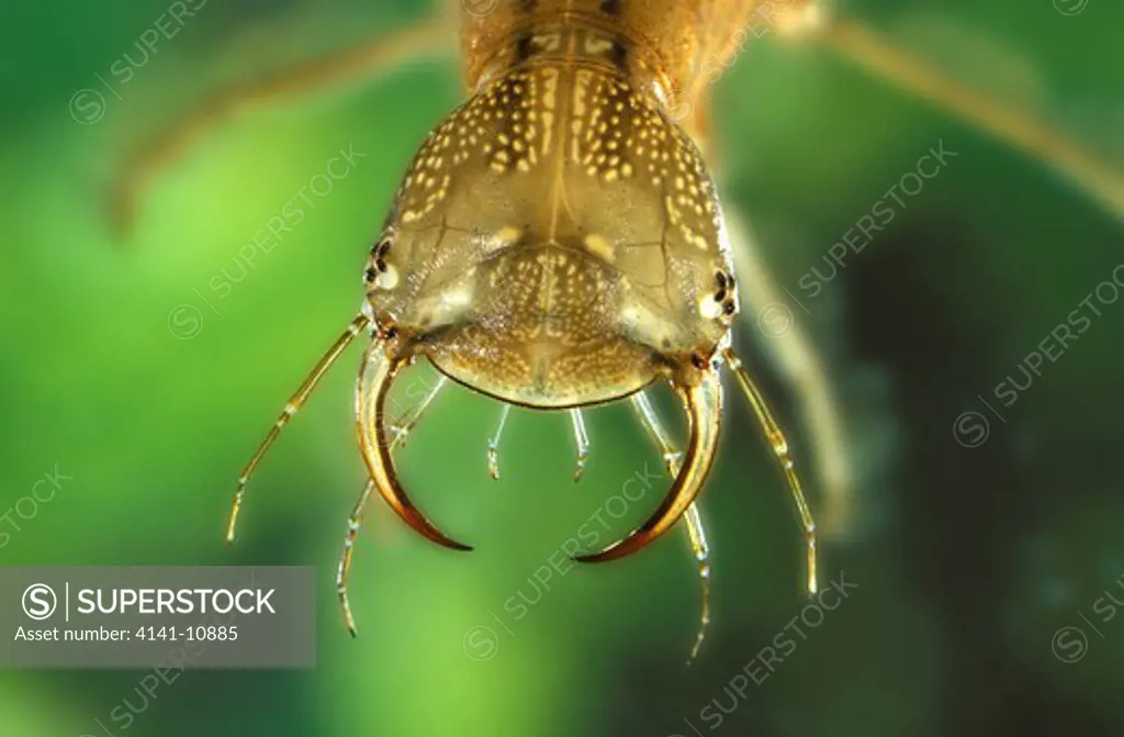 great diving beetle dytiscus marginalis, head close-up of larva, france 