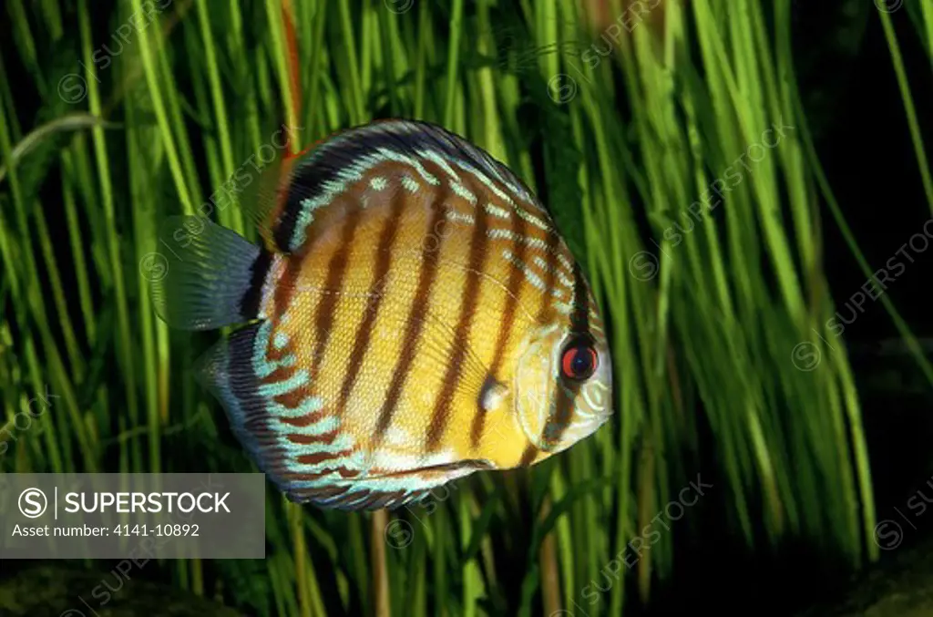 pompadour discus fish symphysodon aequifasciatus 
