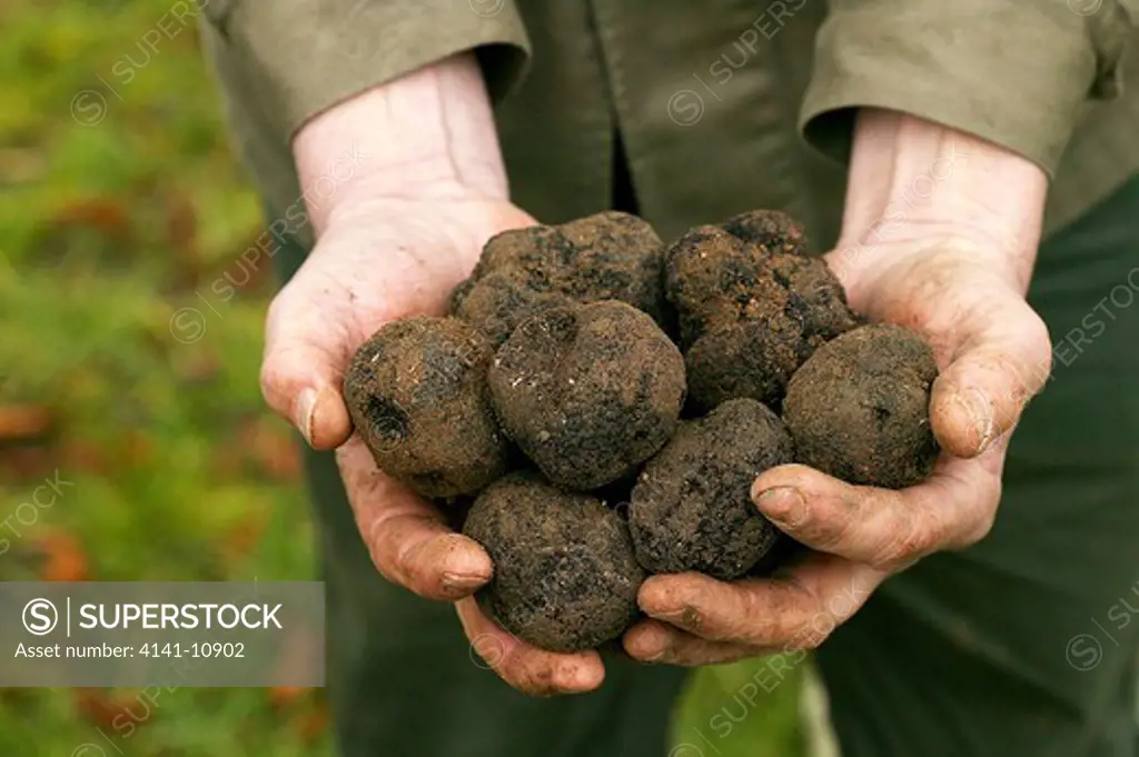perigord truffle tuber melanosporum, drome in the south east of france 