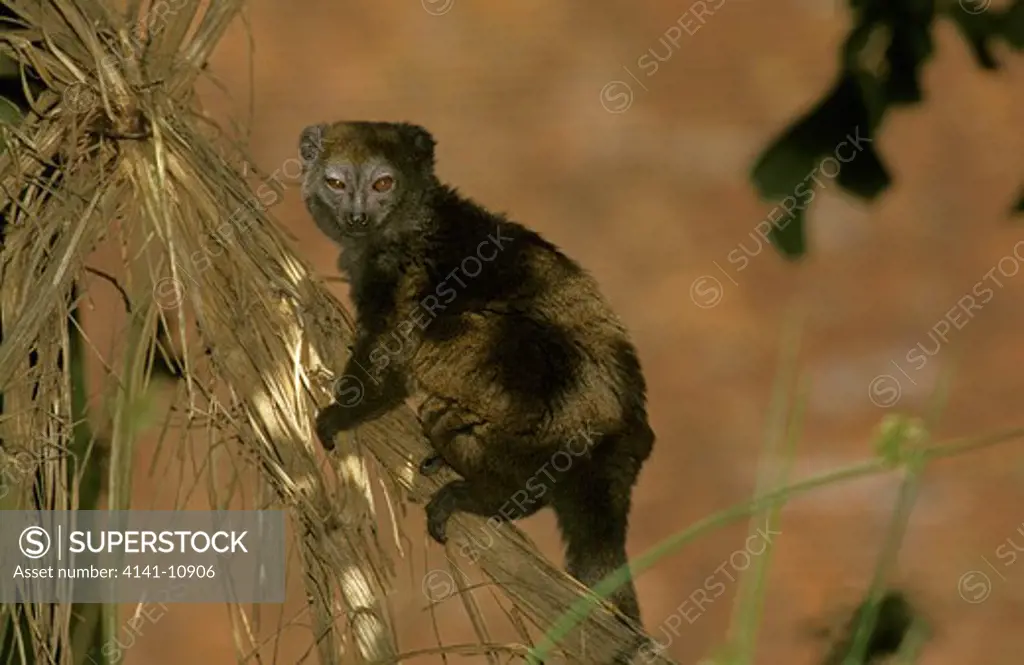gray bamboo lemur hapalemur griseus, adult on branch 