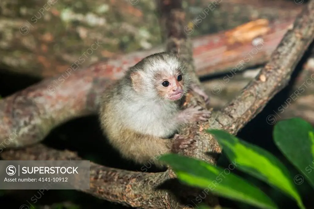silvery marmoset young, mico argentatus 