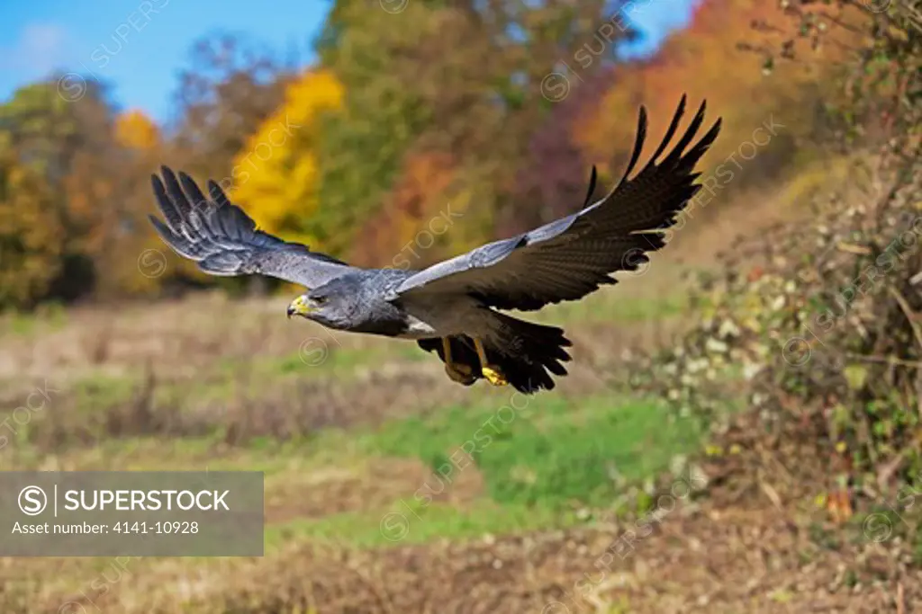 black-chested buzzard-eagle, geranoaetus melanoleucus, in flight