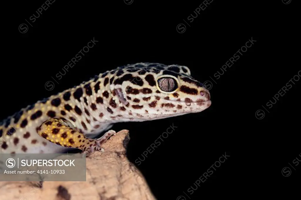 leopard gecko eublepharis macularius 