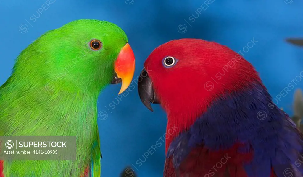 eclectus parrot, eclectus roratus, male and female
