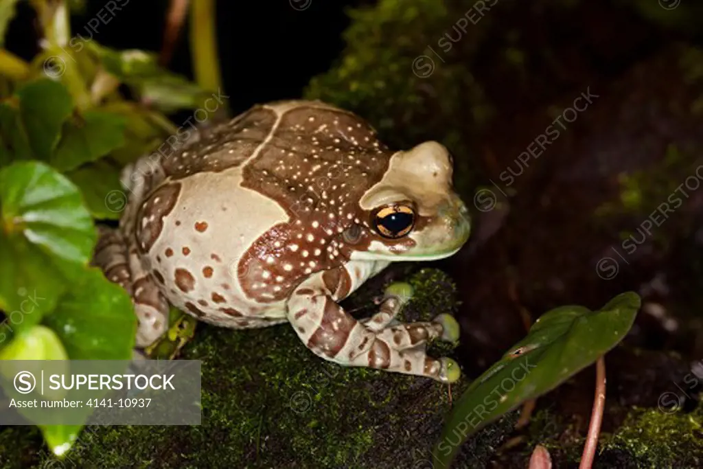amazon milk frog phrynohyas resinifictrix 