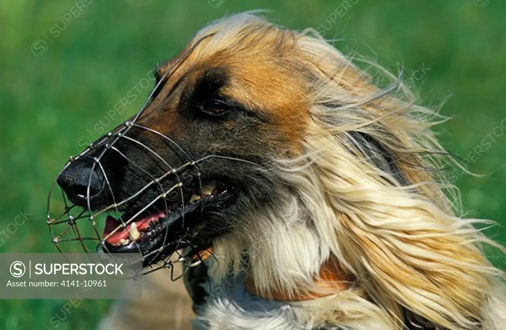 afghan hound, portrait of adult with muzzle 