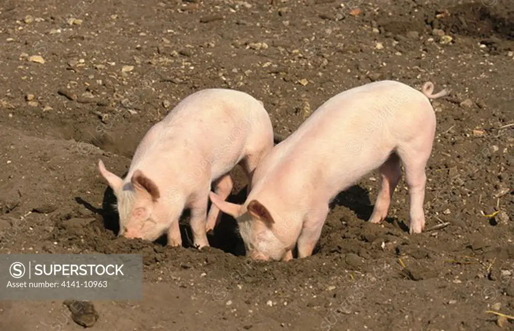 large white pig, piglets rooting in soil 