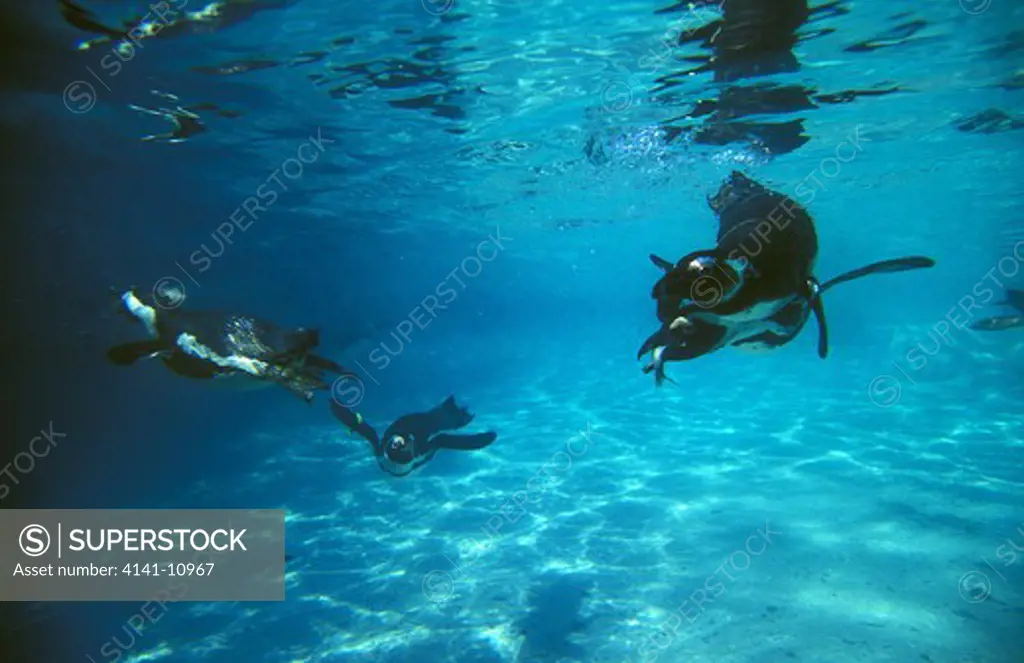 humboldt penguin spheniscus humboldti, underwater group looking for fish 