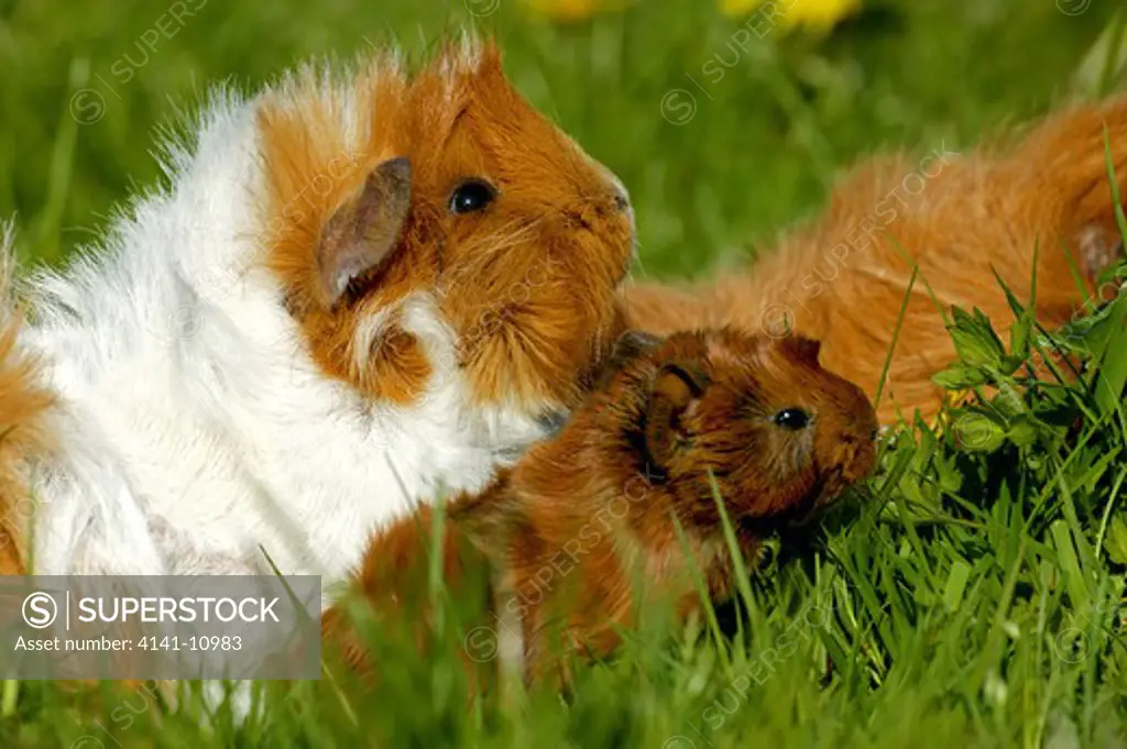 guinea pig cavia porcellus, mother with young 