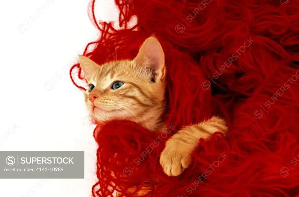 red tabby cat, kitten standing in red wool 