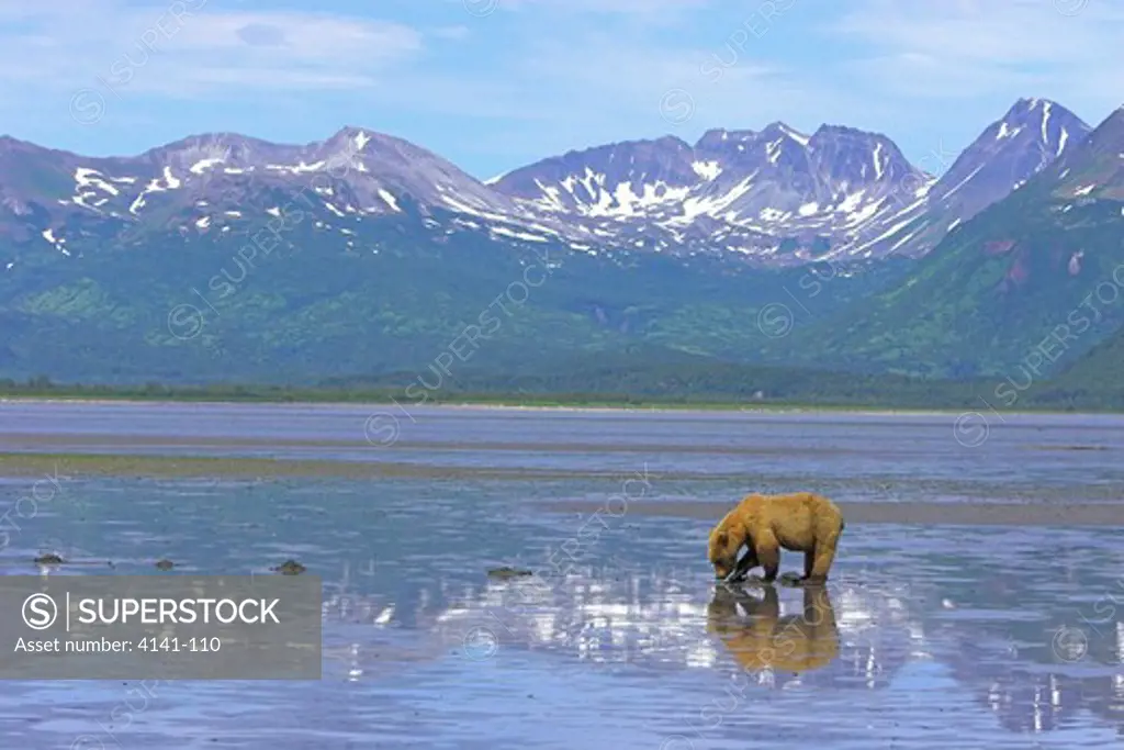 american brown or grizzly bear ursus arctos horribilis digging for clams katmai national park, alaska, usa