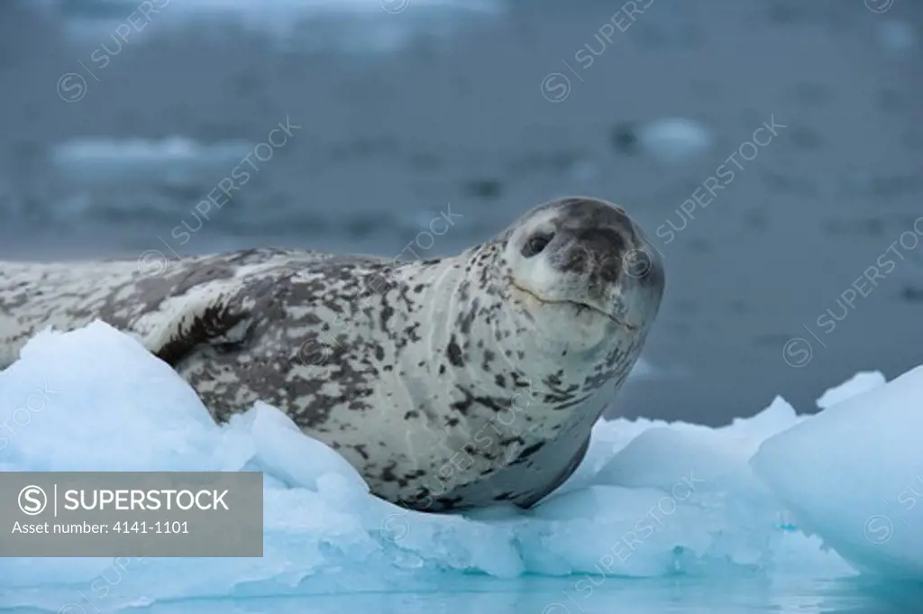 leopard seal hydruga leptonyx on iceberg antarctica