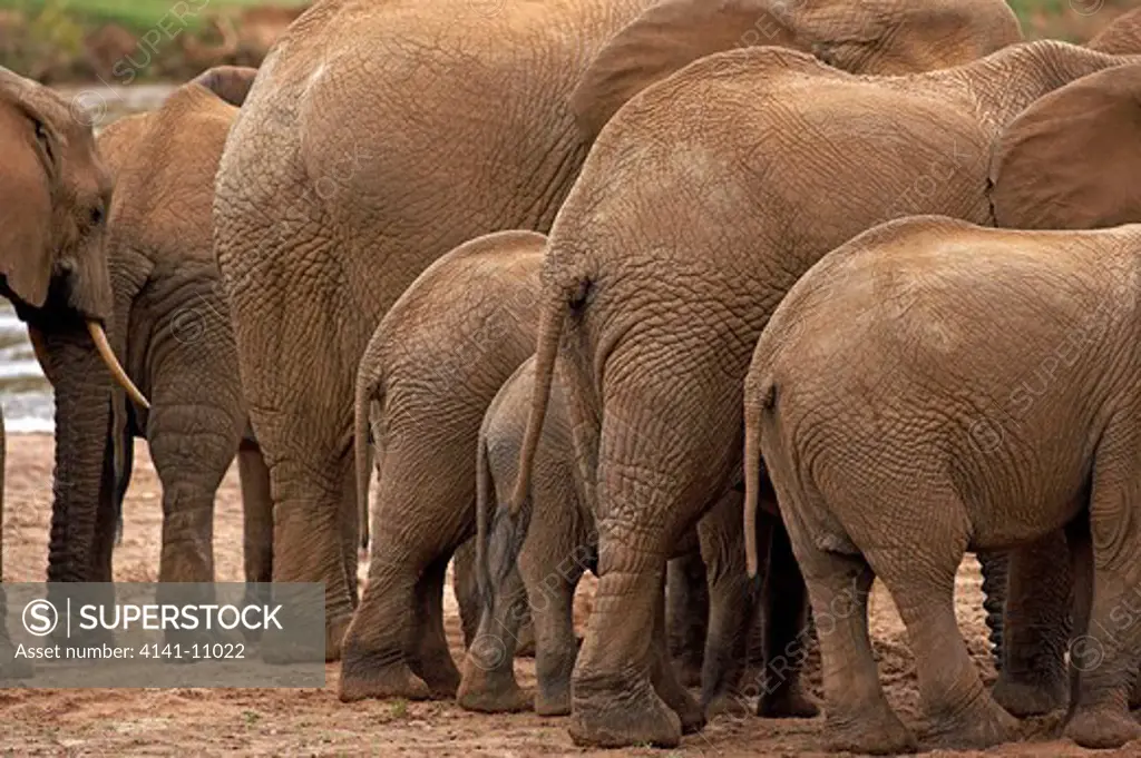 african elephant loxodonta africana, masai mara park in kenya 