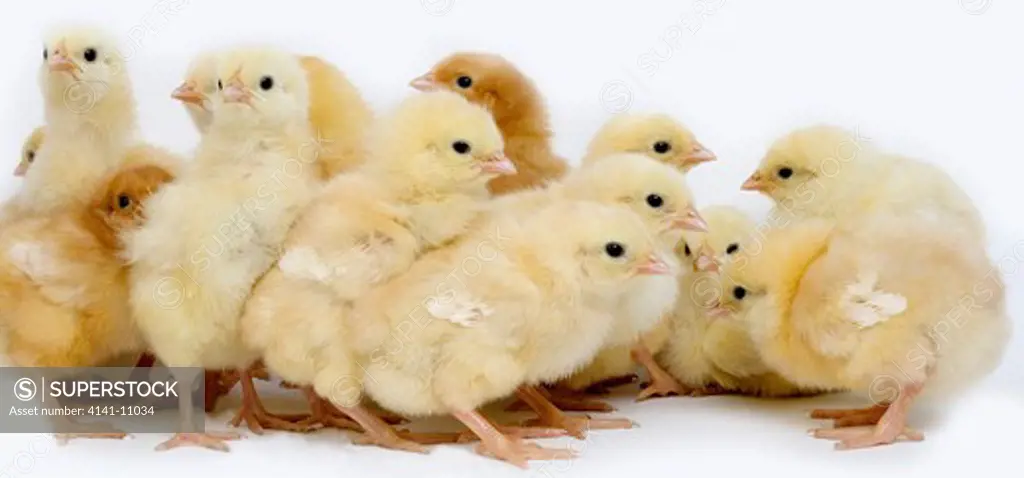 chicks against white background 