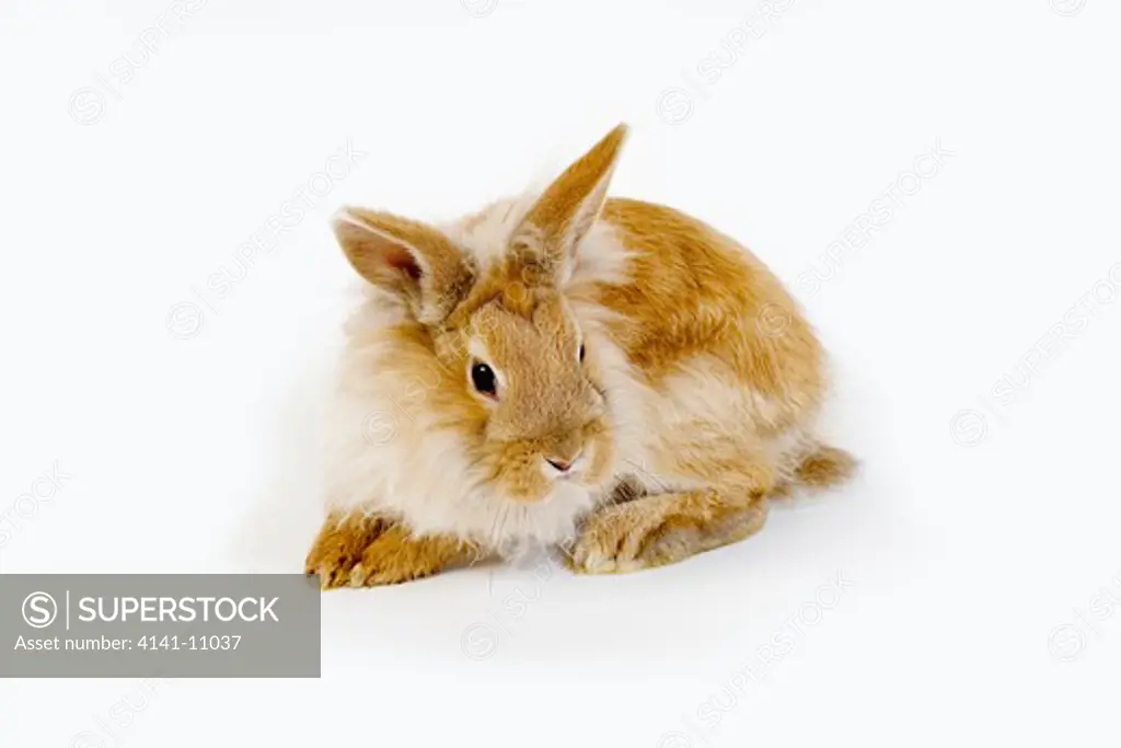 red dwarf rabbit against white background 