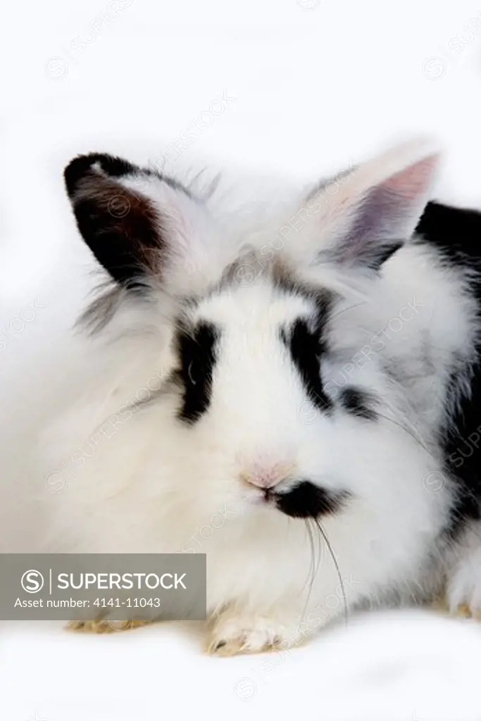 dwarf rabbit, black and white adult against white background 