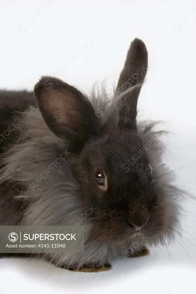 black dwarf rabbit against white background 