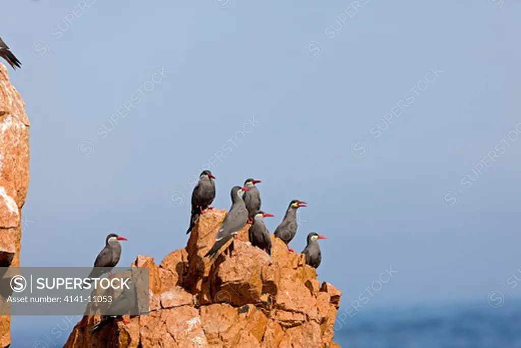 inca tern larosterna inca, group of adults on rock, ballestas islands in paracas national park, peru 